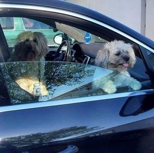 Meet your Posher, Priscilla